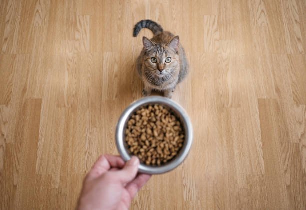 cat food 33333