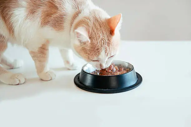 cat fooooooood