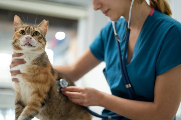 cat health 33333