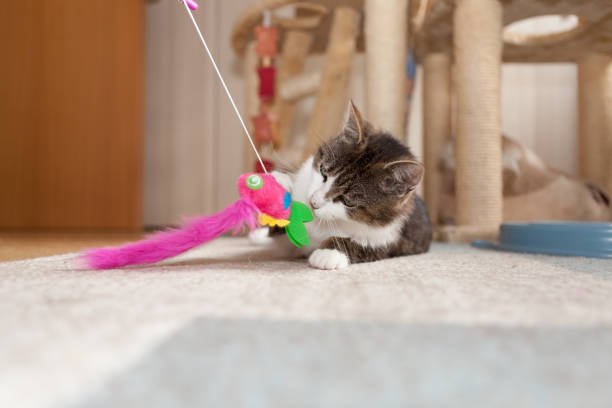 cat toys 3333333