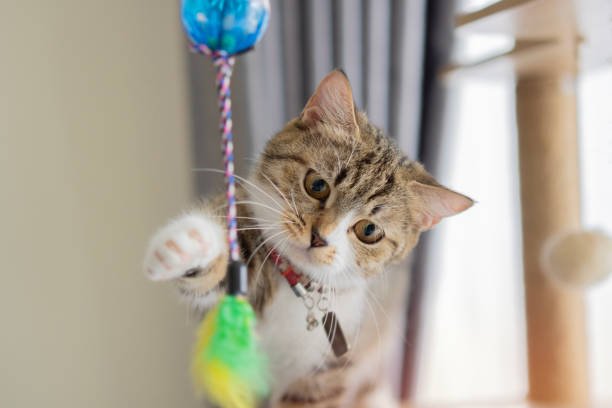 cat toyyyssssssssssss2