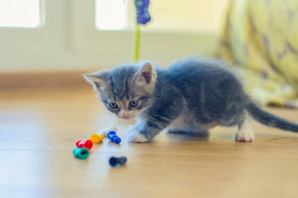 cati toys 9