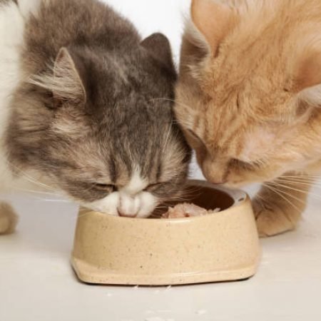 two cat eating food from front view