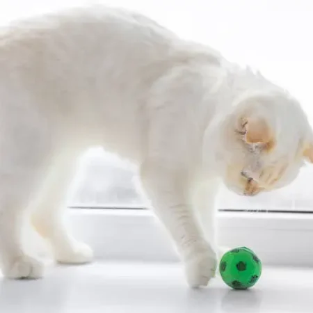 cat baalllll