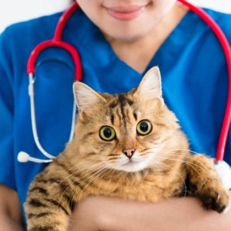 female doctor veterinarian holding cute cat on hands